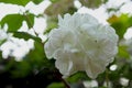 White flowers of Brazilian Hydrangea